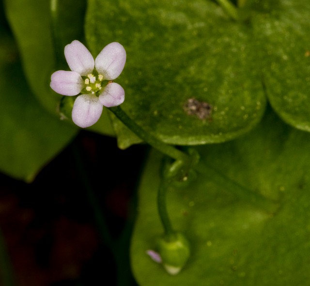 Claytonia perioliata 18-9280.jpg